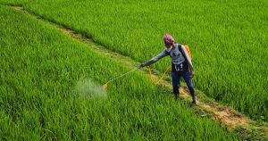 a person spraying pesticide on a green field