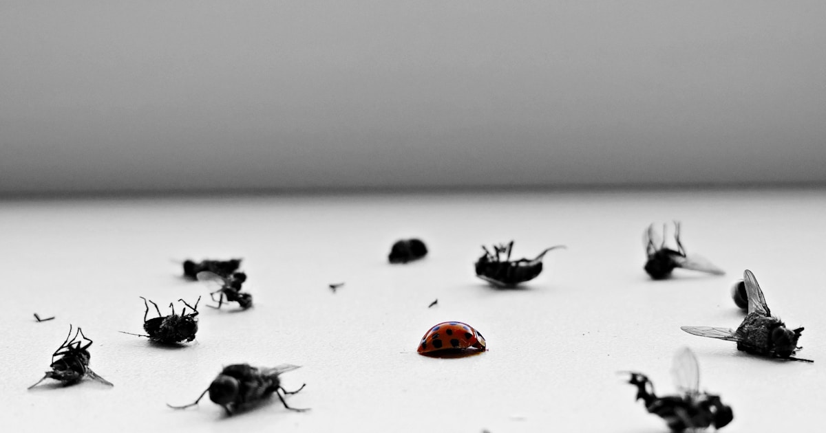 a group of flies sitting on top of a table