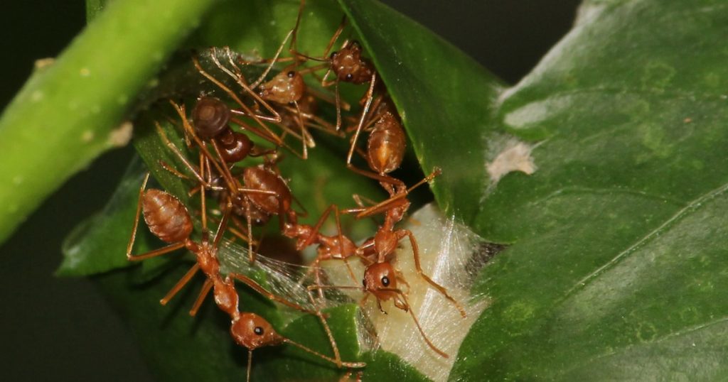 A group of red ants on a green leaf