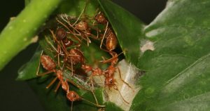A group of red ants on a green leaf